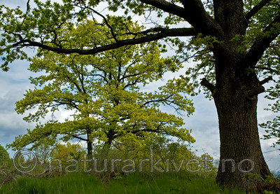 BB 05 0201 / Quercus robur / Sommereik